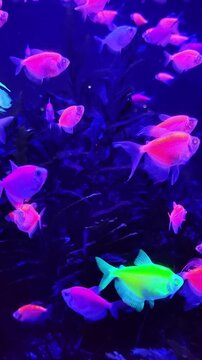 colorful genetically modified glofish, including black tetra and danio, swimming in dark aquarium under ultraviolet light, their luminous bodies creating vibrant and mesmerizing display. vertical.