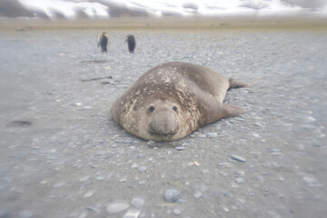 Naklejka premium Elephant Seal on South Georgia Island