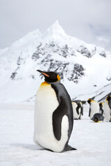 Obraz premium King penguin resting in front of the mountains of South Georgia Island