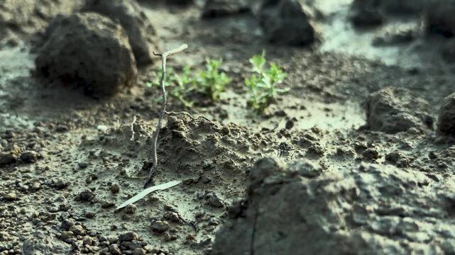 Small green sprouts emerging from the wet, cloddy soil of a muddy riverbank