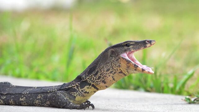 A water monitor lizard walks fearlessly along the river embankment and rests on the hot asphalt. Thailand. The largest subspecies Varanus salvator macromaculatus portrait