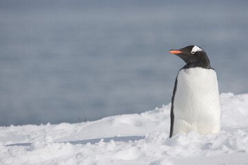 Fototapeta premium Gentoo Penguin on South Georgia Island