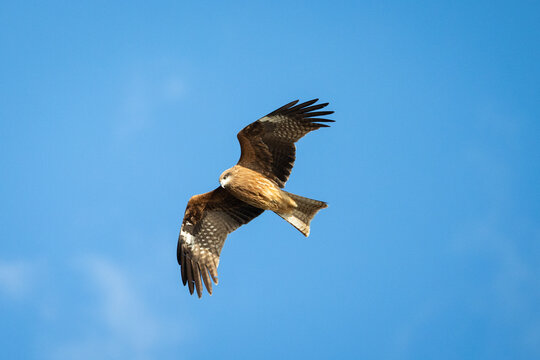Black Kite Soaring in a Clear Blue Sky / 青空を舞うトビの飛翔姿