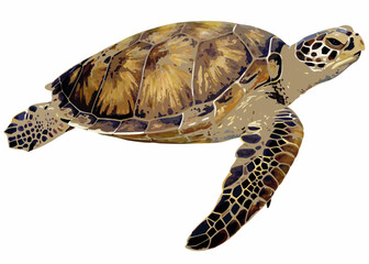 Sea Turtle Illustration Detailed Shell Pattern And Textured Appearance © Indira