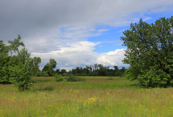 Fototapeta premium Vast green meadow with scattered wildflowers under a dramatic cloudy sky