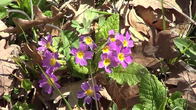 Cowslips, first spring flowers.