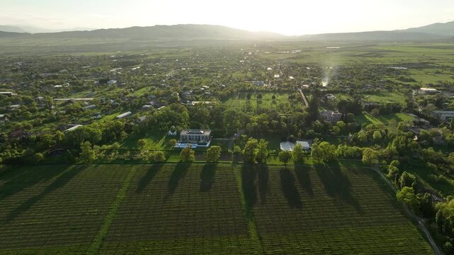 Wide aerial view of Chateau Mukhrani vineyard and estate in Georgia, geometric rows of green grapevines stretching toward the royal palace and village countryside under sunny sky.