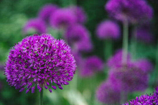 Purple allium flowers with spherical blooms are standing tall amidst green foliage, creating a beautiful and colorful display of vibrant spring nature in a garden