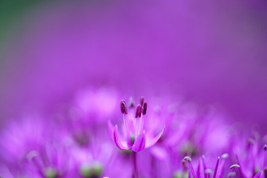 Purple allium flower with delicate petals and stamens standing out against a dreamy, blurred background of vibrant purple, capturing the essence of spring bloom and floral beauty