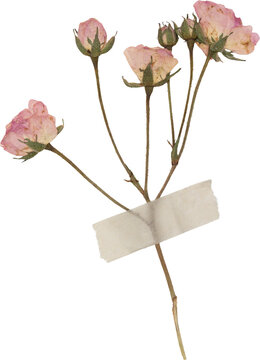 Pink Vintage Pressed Dried Roses With Tape