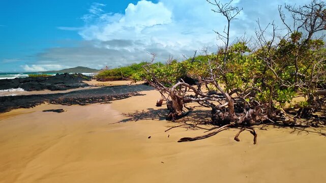 Approaching the crooked spiky plants growing on the beach. Waves hit the black volcanic rocks on the shore. Isabela Island, Galapagos.