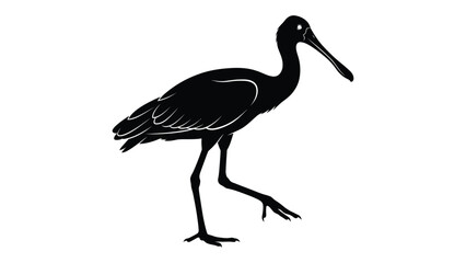 Ibis stands in a sharp black silhouette against a clean white background. © sajida