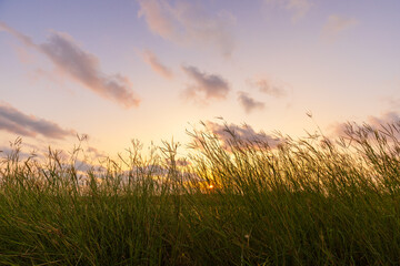 Fototapeta premium Golden Meadow at Sunset,The sun sets behind a tranquil field of tall wild grass, creating a beautiful golden glow against a soft, pastel-colored sky.