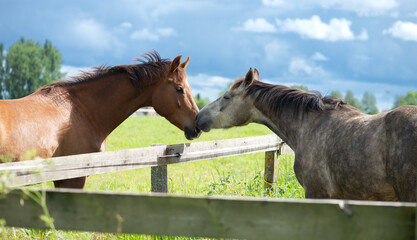 Two horses touching noses across a wooden fence in a green pasture. Heartwarming countryside scene showing friendship and social bonding between horses in a rural setting. © ольга дубровная