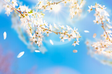 Fototapeta premium Blossoming hawthorn with flying petals over blue sky background in sunlight . Spring natural background .Concept.