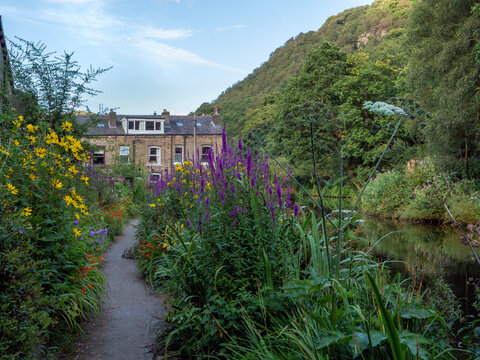 summer flowers growing outside of houses in hebden bridge alongside the rochdale canal in summer sunlight