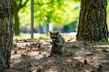 Fototapeta premium View of raccoon holding pine cone in shaded park area.