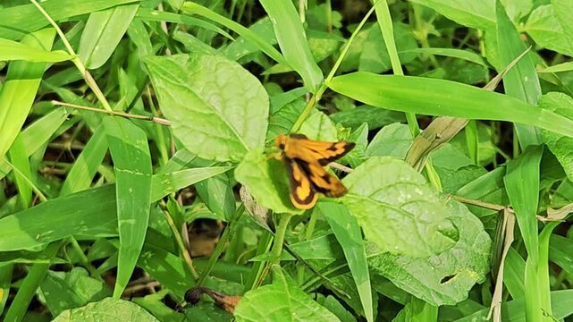 A beautiful small orange and black skipper butterfly perches gracefully on a vibrant green leaf surrounded by lush wild grass in a sunny tropical garden