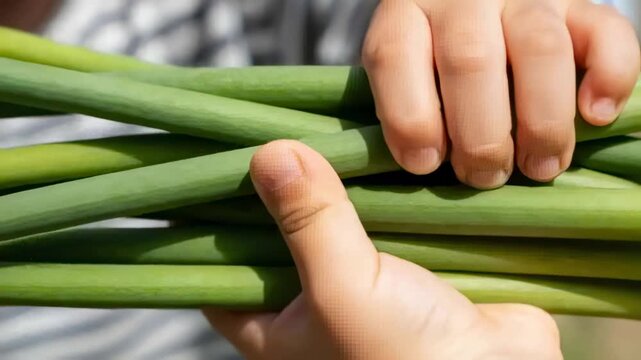 Reaching child hands cradling, examining and securing long green stalks at market, patterned shirt