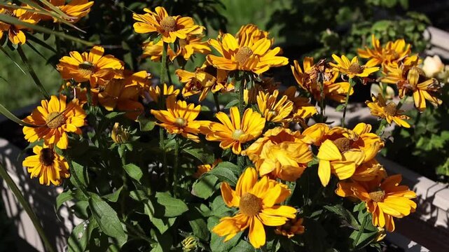 Bright yellow Rudbeckia flowers bloom in a white planter box, swaying gently in the summer breeze under bright sunlight.