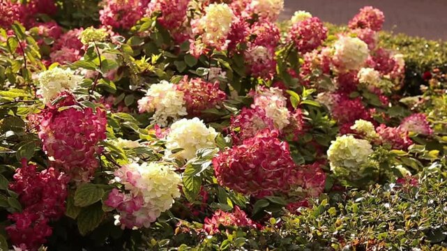 Close-up of a lush hydrangea bush with pink, white, and red blooms swaying gently in the summer breeze under bright sunlight in a garden.