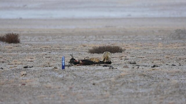 Wolfdog, locally called Khipshang, and a Himalayan Wolf feeding on a dead yak in Ladakh, India
