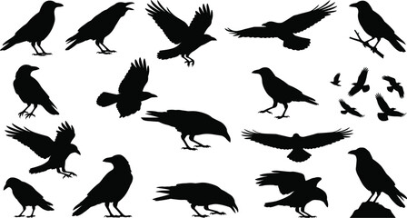 Obraz premium Crow and raven silhouette collection isolated on light background vector set featuring flying perched and standing birds