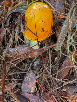 Closeup of a beautiful cone shaped mushroom emerging from the ground between pine needles.