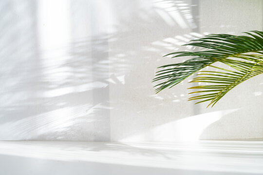 Minimalist nature background with a vibrant green palm leaf casting delicate shadows on a textured white wall. Bright sunlight, copy space for product display, summer aesthetic, clean interior.