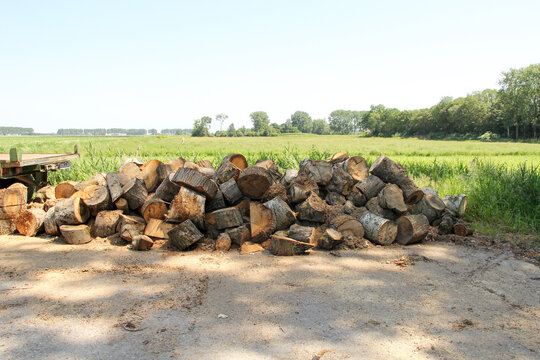 a pile of wood and chopped logs in the countryside closeup