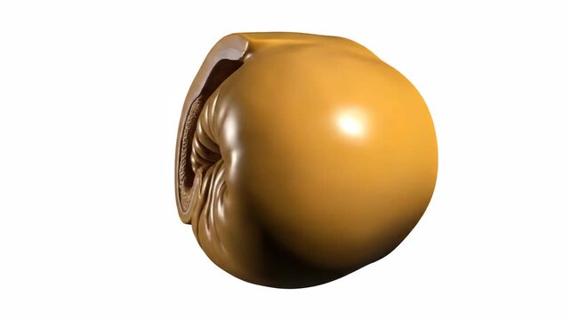 Realistic 3D Anatomical Model of Human Seminal Vesicle