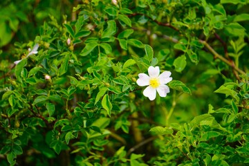 Dzika róża (Rosa canina), znana jako szypszyna, w naturalnym środowisku. Bliskie ujęcie rośliny o delikatnych kwiatach i liściach. © Adam
