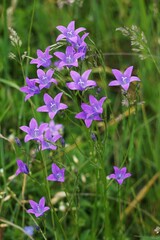 Dzwonek Rozpierzchły © Adam