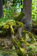 Potężne korzenie starego drzewa iglastego rozchodzące się po powierzchni leśnej ściółki, z widocznym zielonym mchem u podstawy pnia. © Adam
