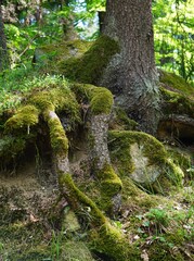Gruby pień drzewa iglastego o mocno spękanej korze, otoczony dużymi, częściowo odsłoniętymi korzeniami. © Adam