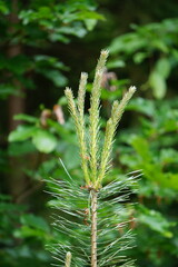 Zbliżenie na młody wierzchołek sosny zwyczajnej (Pinus sylvestris) podczas wiosennego wzrostu. Jasnozielone świeczki sosnowe wyrastające na końcach pędów kontrastują z ciemniejszymi igłami. © Adam