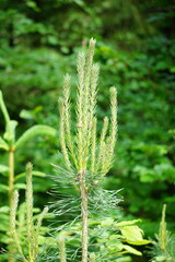 Wierzchołek młodej sosny zwyczajnej (Pinus sylvestris) w fazie intensywnego wiosennego wzrostu. Na czubku drzewa widoczne są jasnozielone, pionowe przyrosty zwane świeczkami sosnowymi. © Adam