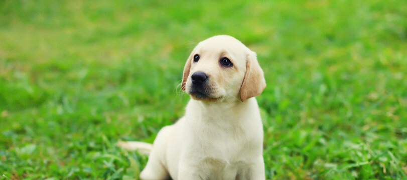 Cute dog puppy Labrador Retriever sitting on the grass looking away in summer park
