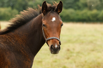 Fototapeta premium Young foal wearing a headcollar. Thoroughbred. Horse stud. Equestrian