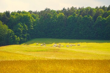 Pastwisko © Adam