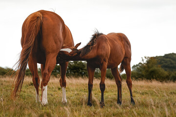 Obraz premium Foal drinking from a mare. Horse stud. Thoroughbred foal. Equestrian