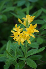 Fototapeta premium Kwitnąca azalia pontyjska (Rhododendron luteum)