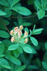Delikatne pąki kwiatowe gotowe do rozkwitu, wyrastające na zdrowej roślinie. Botaniczny detal przedstawiający naturalny cykl wzrostu i przygotowanie do kwitnienia. © Adam