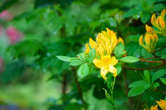Azalia pontyjska (Rhododendron luteum), znana jako r&oacute;żanecznik ż&oacute;łty, w pełnym kwitnieniu zachwyca intensywną barwą i naturalnym pięknem w leśnym otoczeniu.