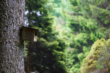 Domek dla ptaków z bliska. W tle widać liczne drzewa i spokojne otoczenie. © Adam