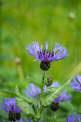 Pionowe ujęcie makro chabra górskiego (Centaurea montana) w bliskim zbliżeniu, ukazujące intensywnie niebieskie kwiaty i delikatne detale płatków. Naturalna fotografia rośliny łąkowej w pełnym kwitnie © Adam