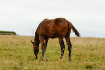 Obraz premium Foal grazing in a field. Thoroughbred. Horse racing stud. Equestrian. 