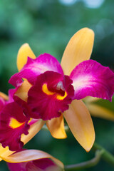 Fototapeta premium Cattleya Flora Spring Orchid, purple and yellow colors, in very narrow depth of field image