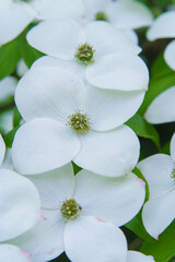 Fototapeta premium ヤマボウシの花