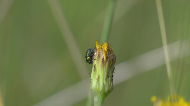 Shiny Green Leaf Beetle Walking on Meadow Hawkweed Bud - 4K Slow Motion Shot